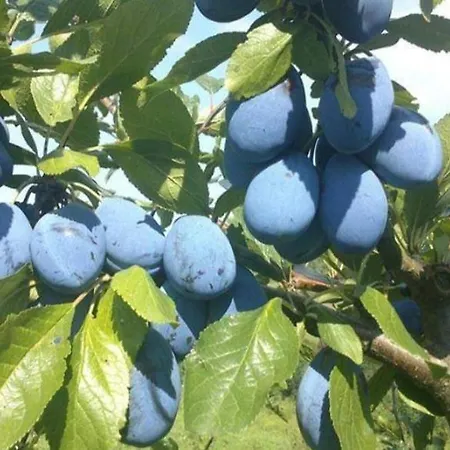 Seosko Domacinstvo Pecanin * Bosanska Krupa